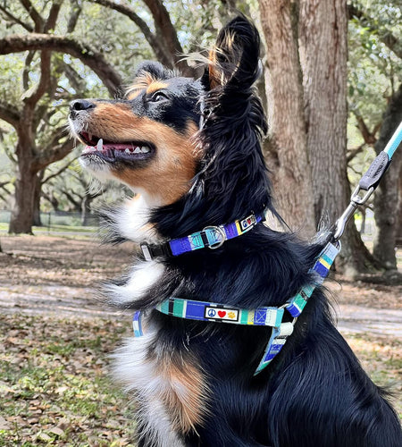 Multicolor Dog Collar Puppy Collar Pet Collar Multicolor Dog Collar Small Dog Collar Green / White / Blue Dog Collar