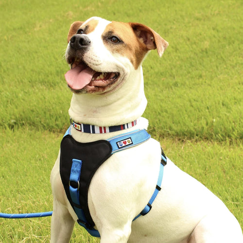 Load image into Gallery viewer, Multicolor Dog Collar Puppy Collar Pet Collar Multicolor Dog Collar Small Dog Collar Green / White / Blue Dog Collar
